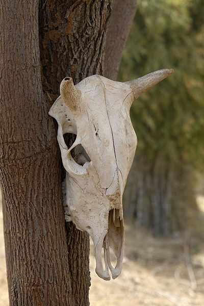 400px-Cow_skull,_Umaria_district,_Madhya_Pradesh,_India
