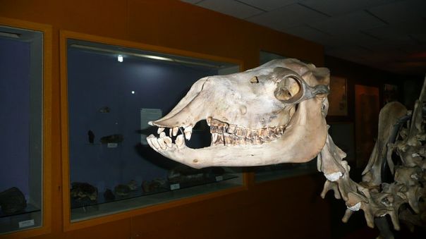 800px-Camel_skull_3
